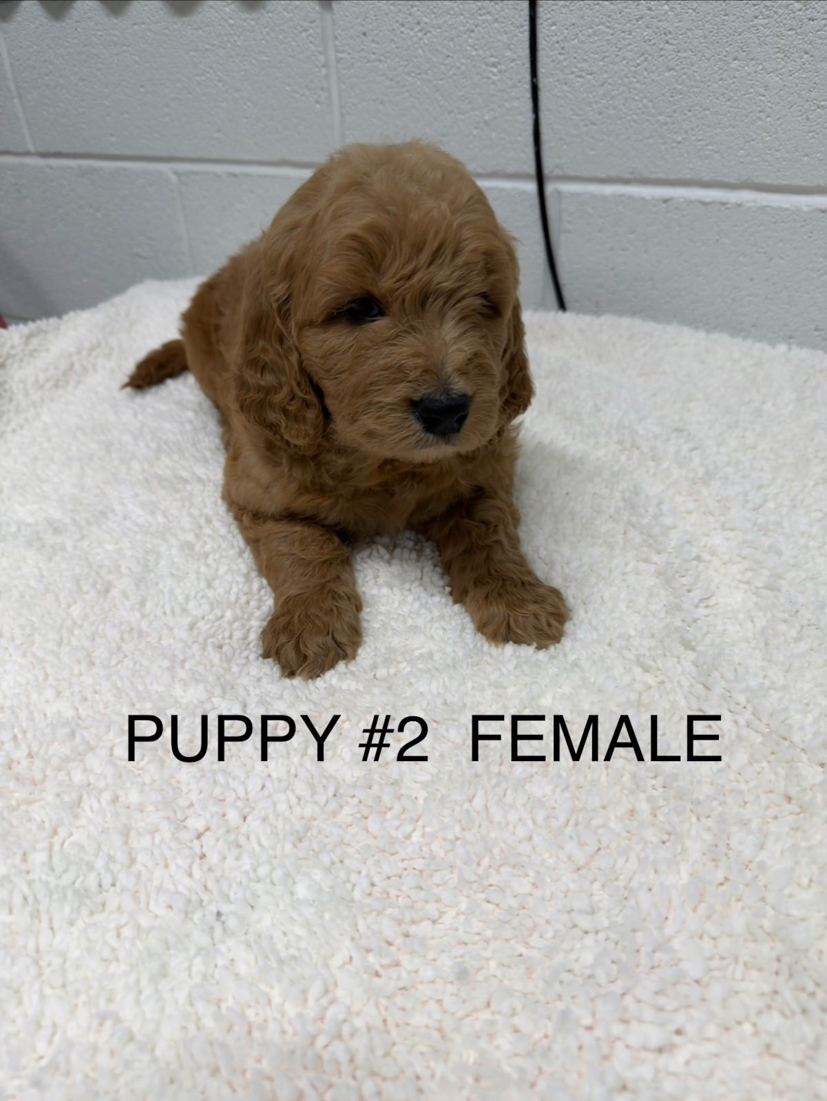 Gorgeous F1 Groodle Puppies DNA Tested, Health Guaranteed