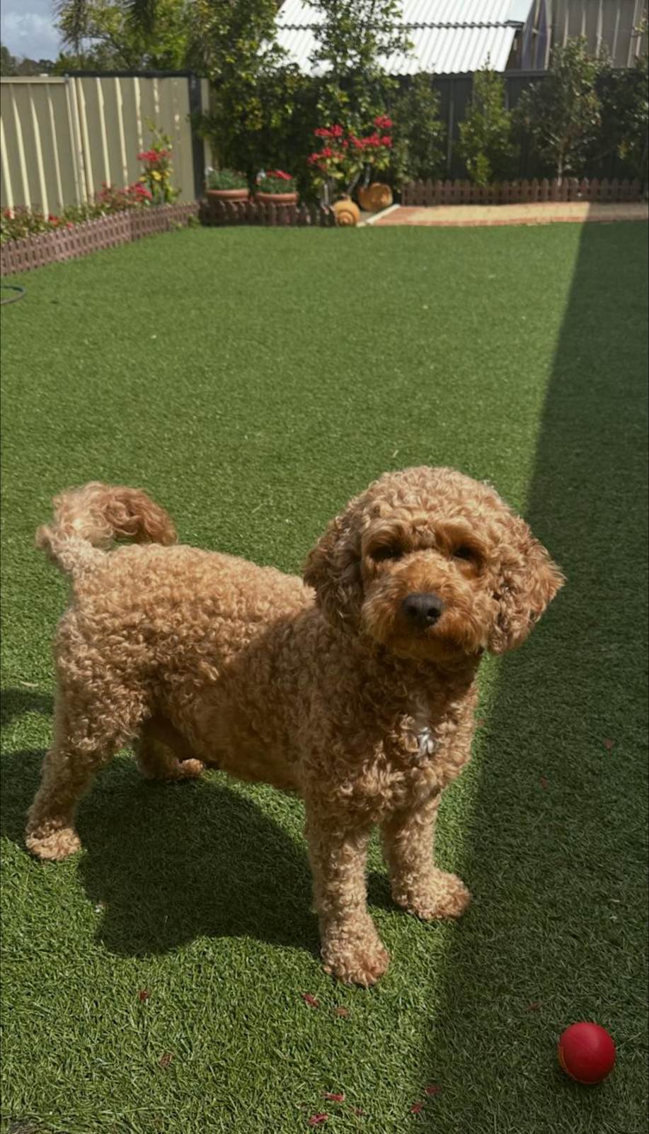 ONLY 2 LEFT - Red CAVOODLE Teddy puppies READY TO GO HOME