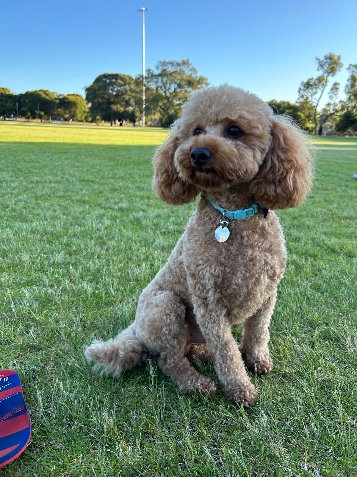ONLY 2 LEFT - Red CAVOODLE Teddy puppies READY TO GO HOME