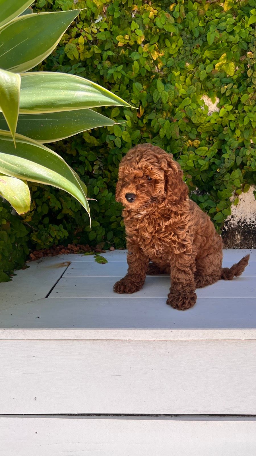 ONLY 2 LEFT - Red CAVOODLE Teddy puppies READY TO GO HOME