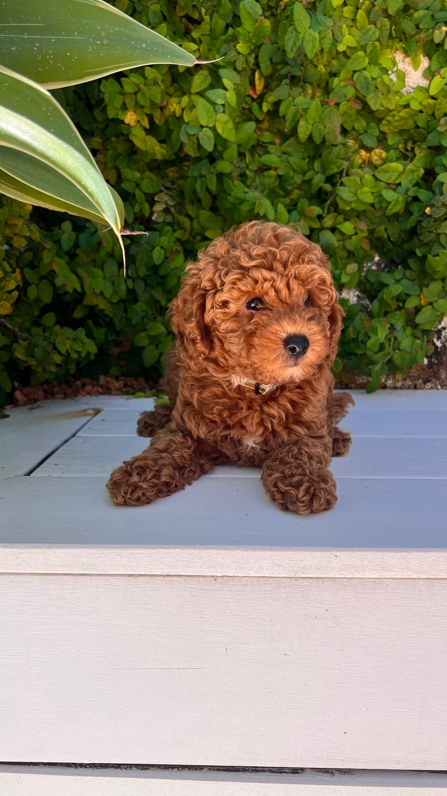 ONLY 2 LEFT - Red CAVOODLE Teddy puppies READY TO GO HOME
