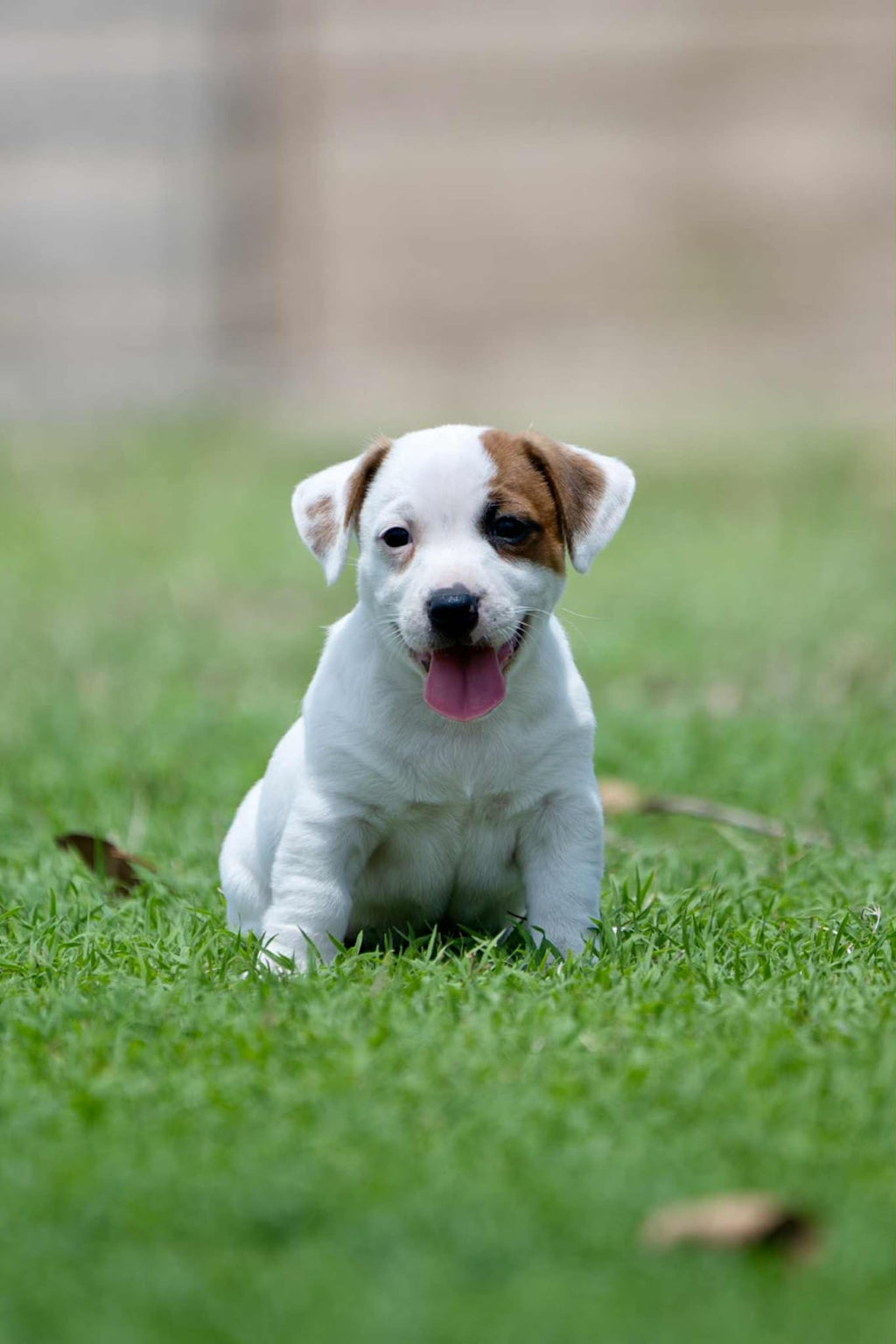 JACK RUSSLL PUPPIES
