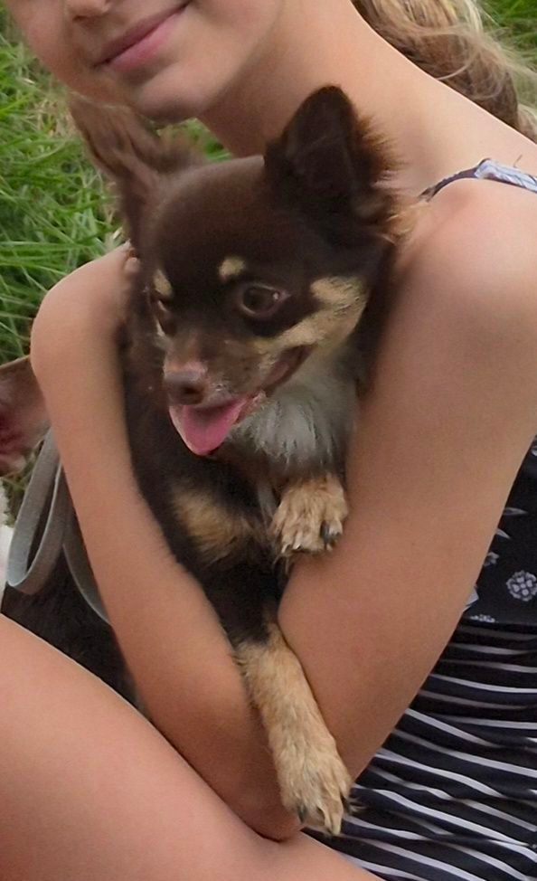 Chocolate ANKC Chihuahua DESEXED boy