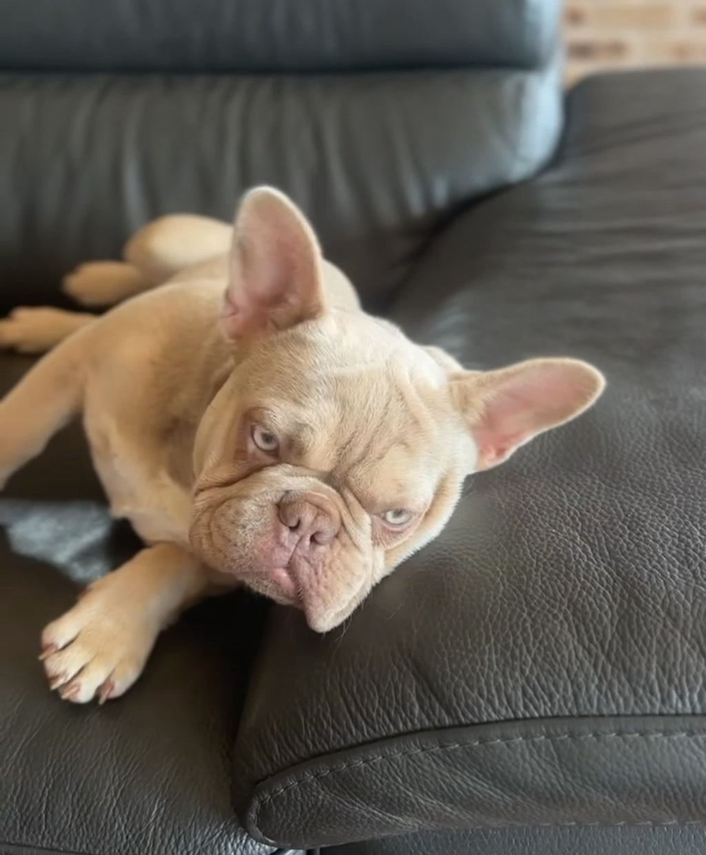 1.5 year old female new shade Isabella fawn French bulldog